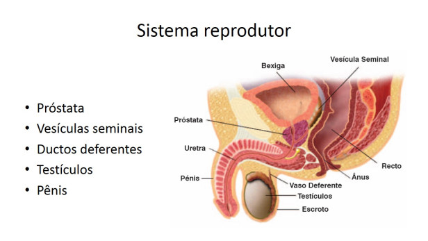 sistema reprodutor